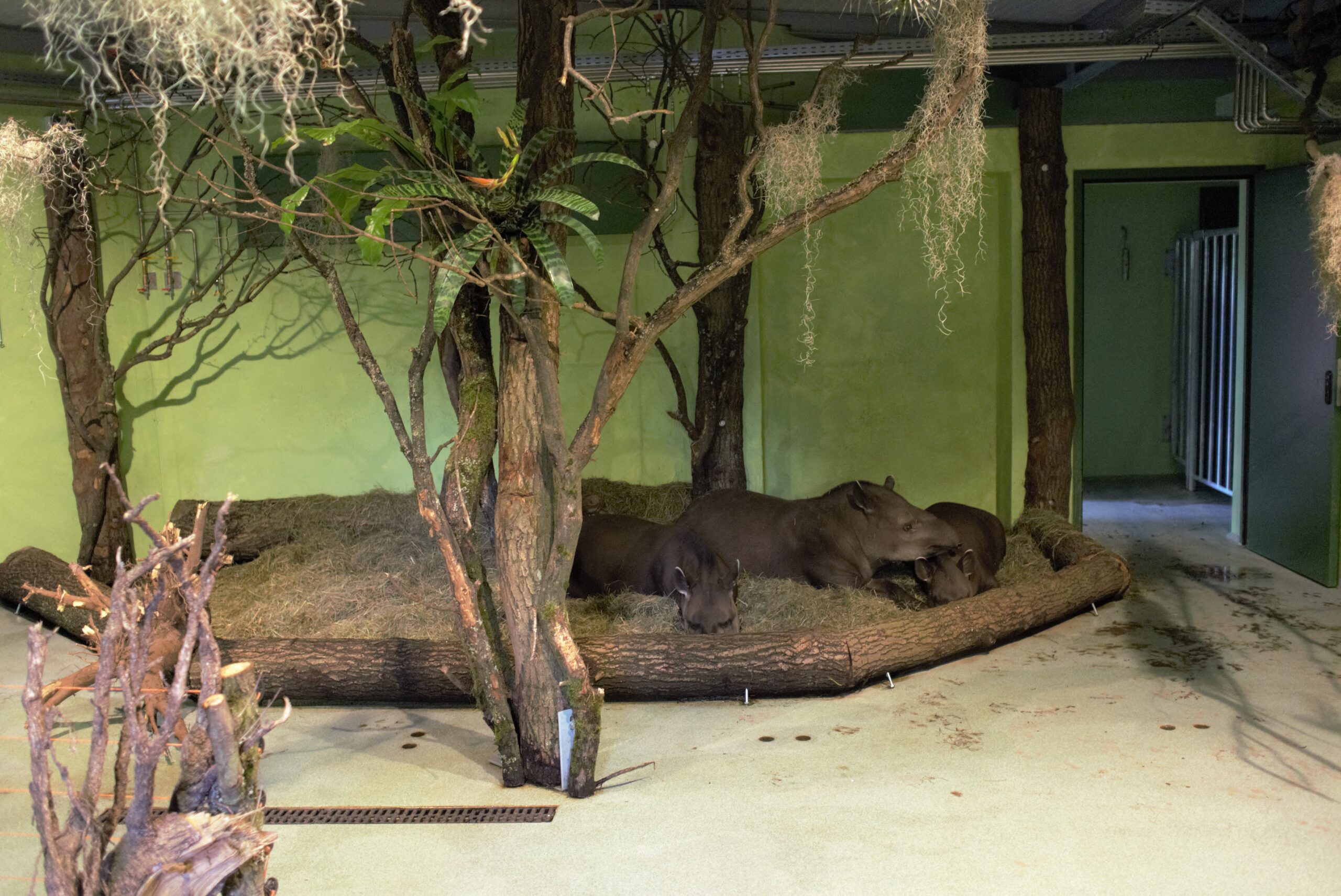 Tapir-Haus 4